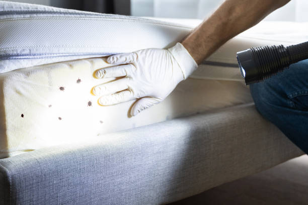 Best Residential Pest Control  in Dickinson, ND
